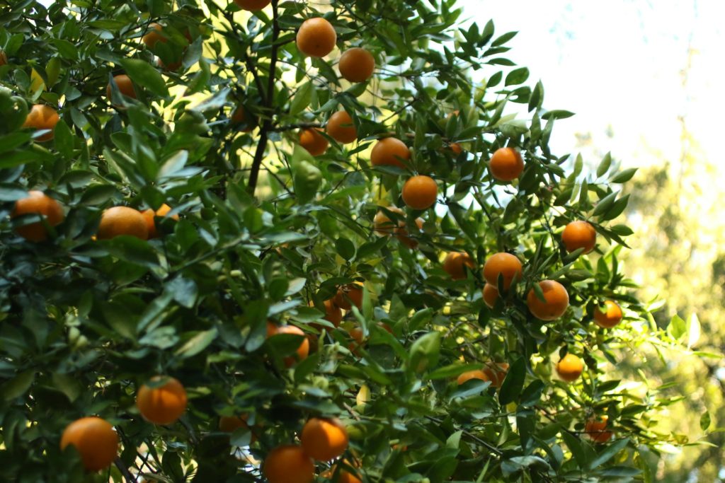 naranjas al por mayor